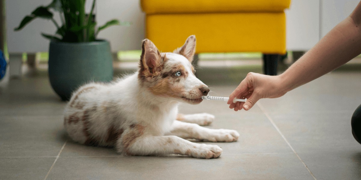 Stock Veterinary Prescription Labels That Protect Pets and Build Client Trust